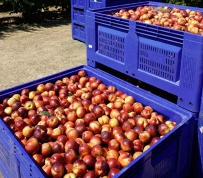 Solid Plastic Pallet Boxes in Food Processing Operations Solid Plastic Pallet Boxes in Food Processing Operations